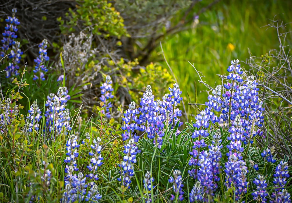 a bunch of blue flowers that are in the grass