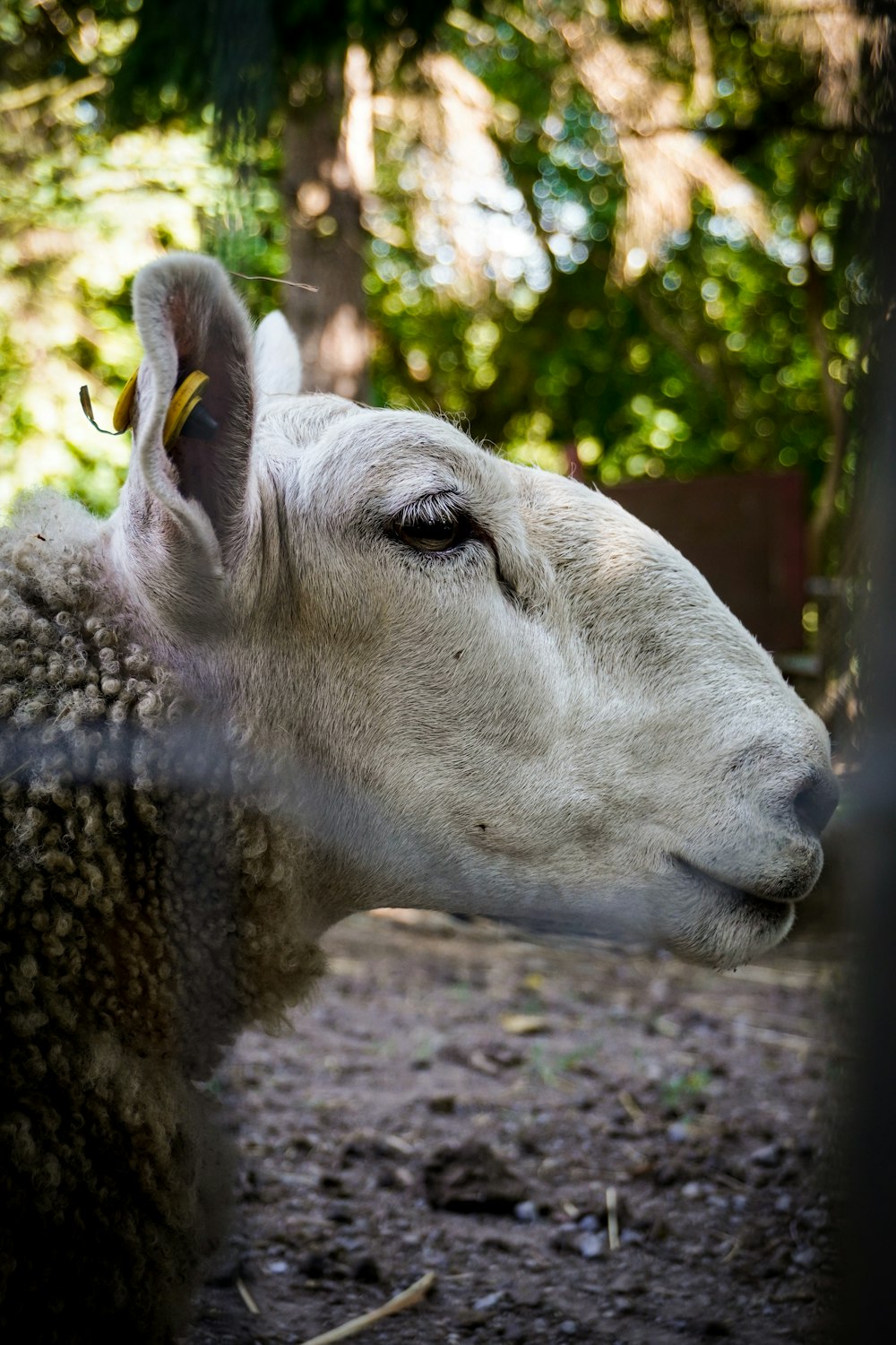 a close up of a sheep behind a fence