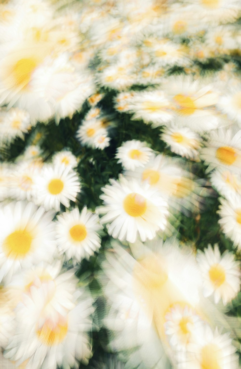 a bunch of daisies that are in a vase