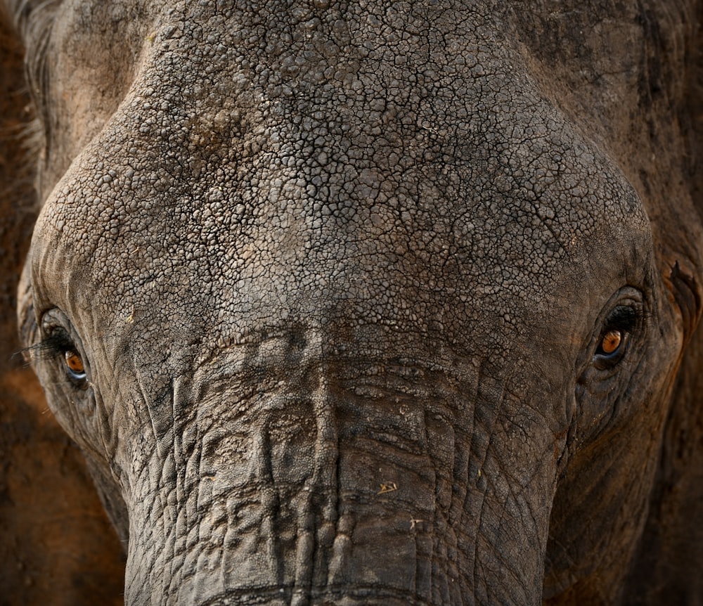 a close up view of an elephant's face