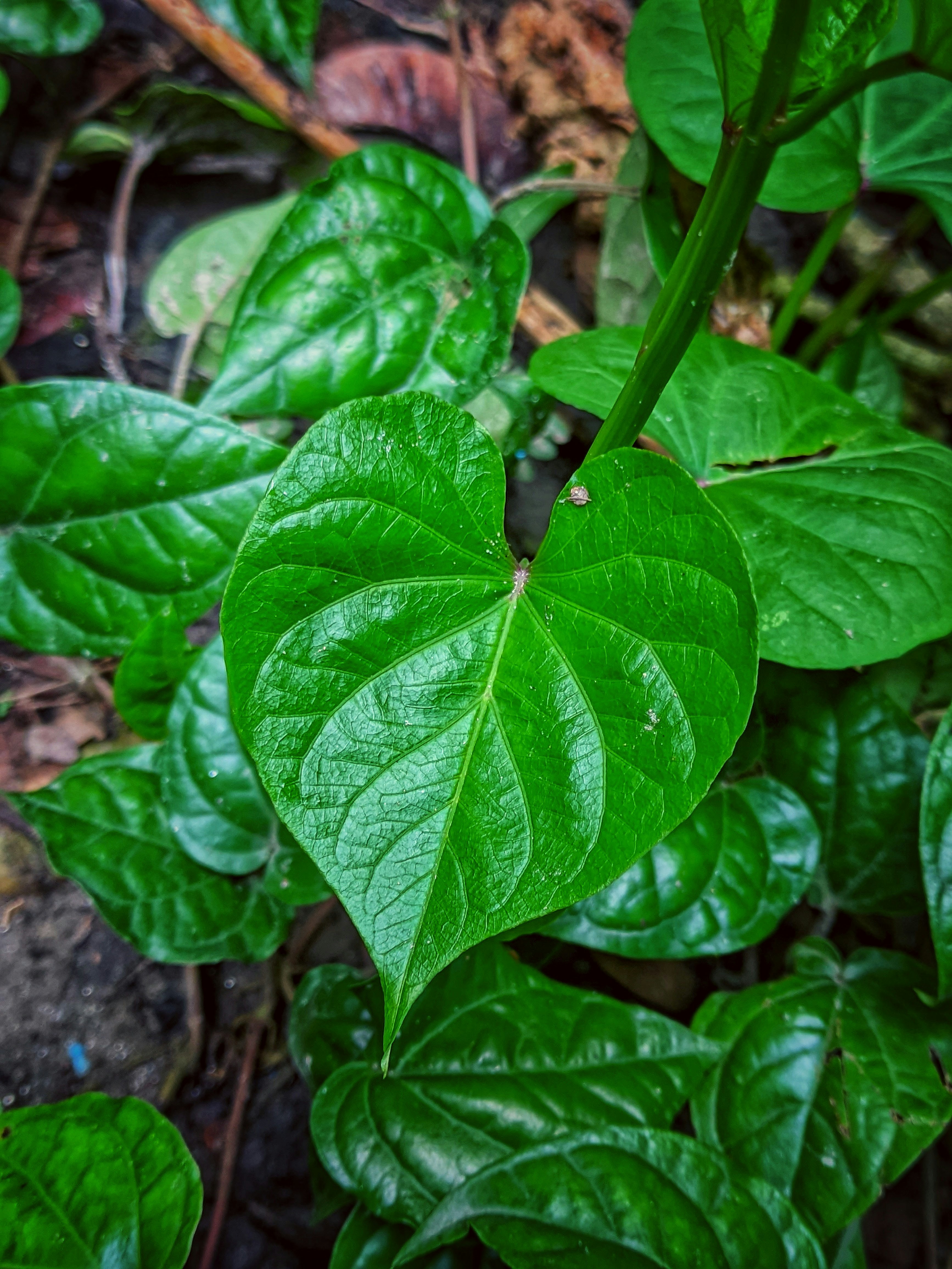 Photo by tanviralamhira