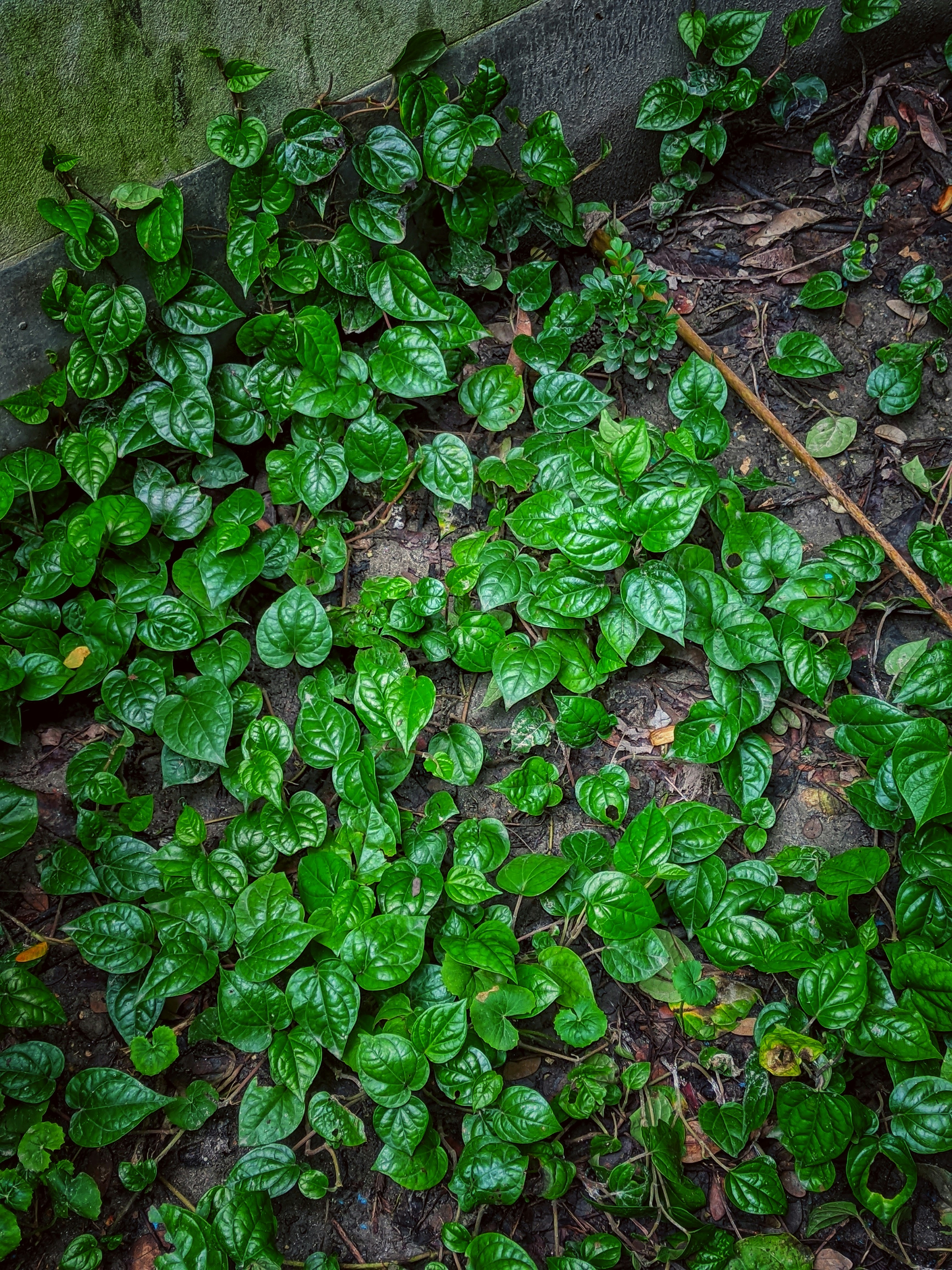 Photo by tanviralamhira