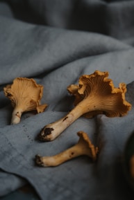 Three chanterelle mushrooms are lying on a textured, dark gray fabric surface. The mushrooms have a distinctive golden hue with wavy gills and dirt clinging to their stems, indicating they are freshly picked.