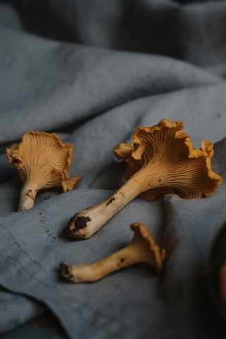 Three chanterelle mushrooms are lying on a textured, dark gray fabric surface. The mushrooms have a distinctive golden hue with wavy gills and dirt clinging to their stems, indicating they are freshly picked.