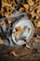 A rustic arrangement of freshly harvested chanterelle mushrooms scattered on a wooden table. Some mushrooms are placed on a white plate adorned with rosemary and small red berries. The scene includes a mix of earthy and natural elements with a textured cloth beneath them.