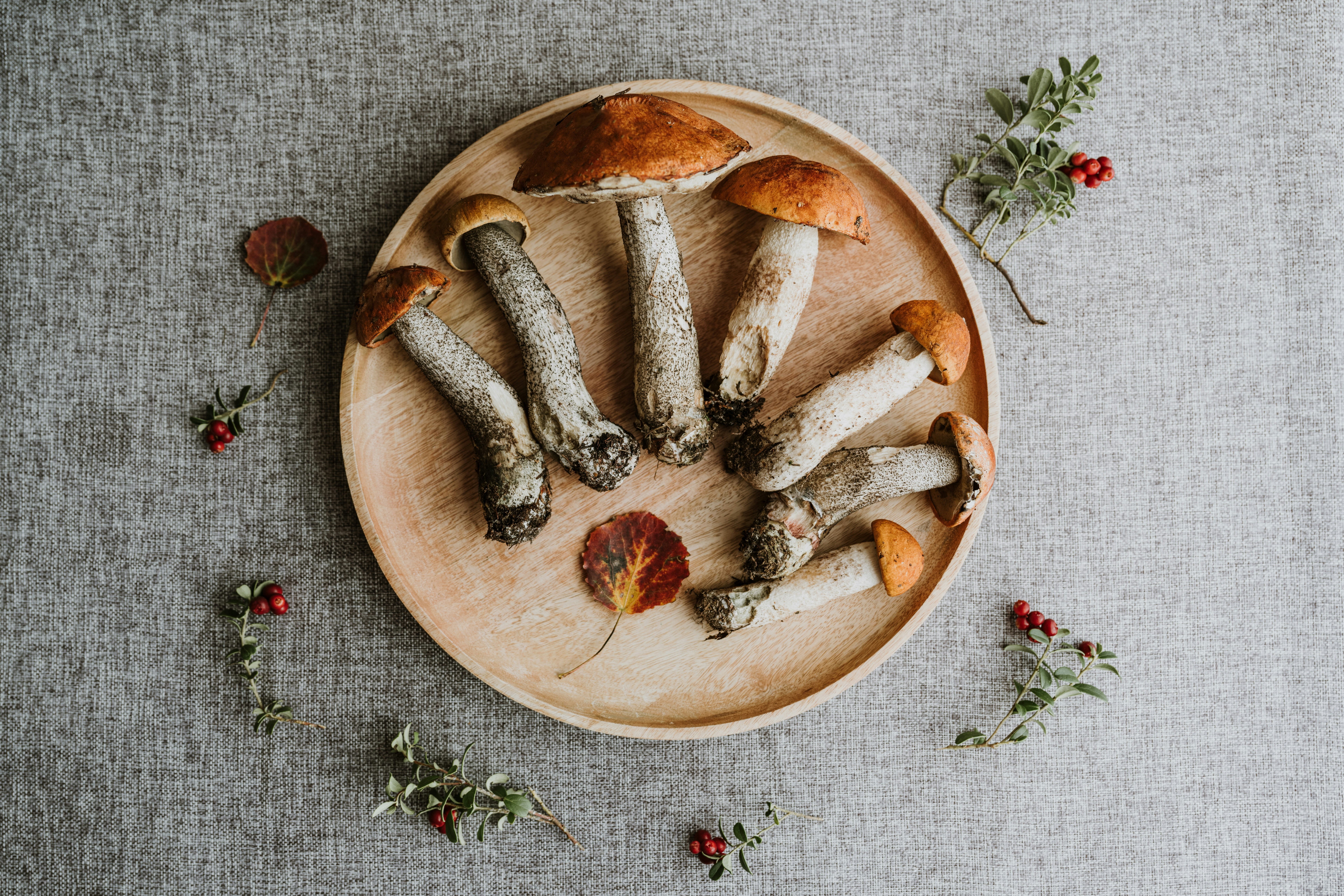 Melena de León fresca