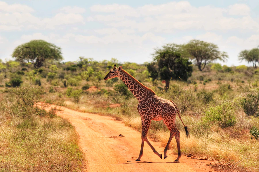 Giraffe on a safari track in Tsavo East National Park