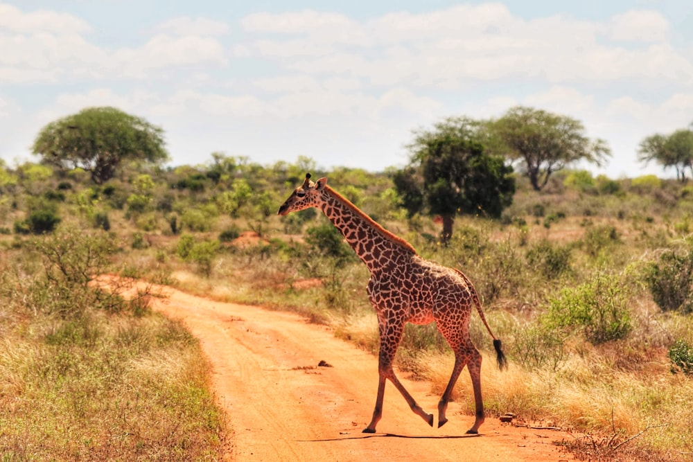 a giraffe crossing a dirt road in the wild