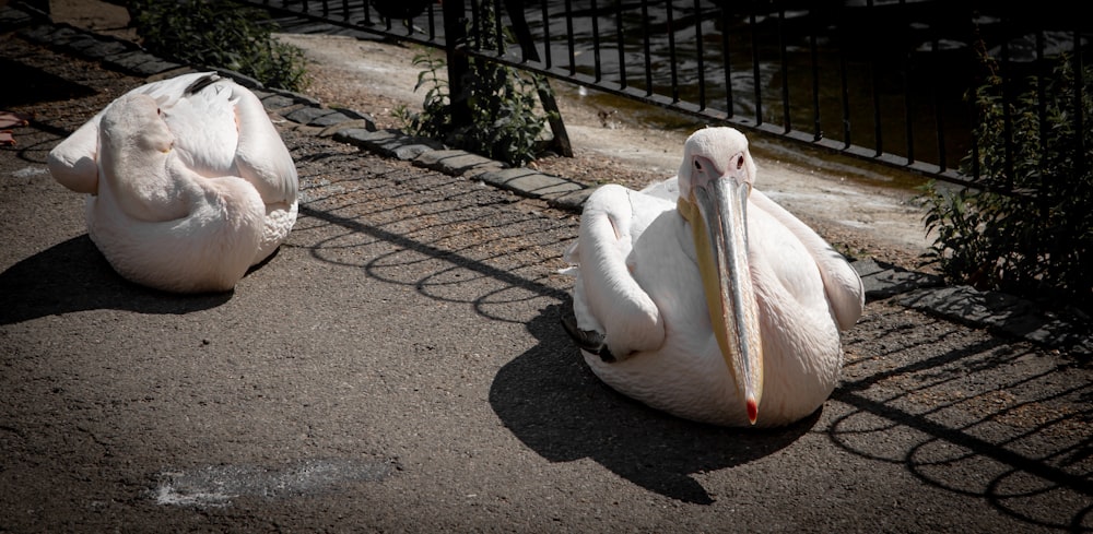 two pelicans sitting on the ground next to a fence