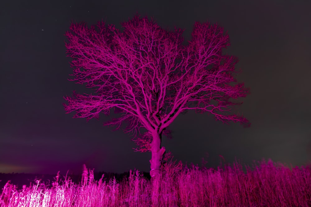 a purple tree in a field of tall grass