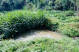 Close-up of a newly constructed pond nestled among native trees and grasses.