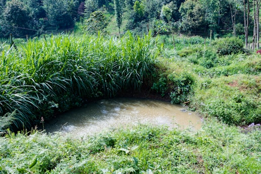 A small pond surrounded by lush, tall grass and dense green foliage in a natural outdoor setting. The water is slightly muddy and reflects the surrounding greenery. Trees and additional vegetation fill the background, giving a sense of a peaceful, secluded area.
