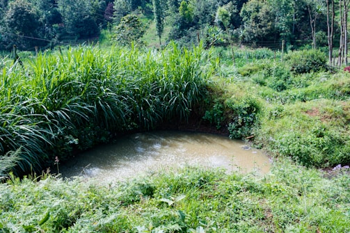 Close-up of a newly constructed pond nestled among native trees and grasses.