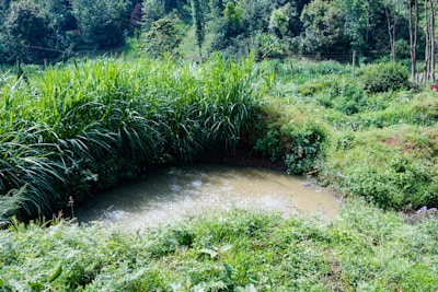 A natural pond surrounded by native grasses and wild plants, buzzing with dragonflies.