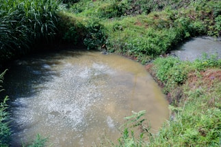 A small pond with muddy and slightly foamy water is surrounded by lush green vegetation. The dense grass and plants form a natural boundary around the water, and the area appears to be part of a natural landscape.