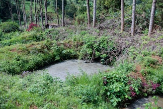 A lush green landscape with dense vegetation surrounding a small pond. Tall trees with thin trunks are grouped in the background, and there are various shrubs and plants with vibrant leaves and flowers in the foreground. The scene conveys a sense of rich biodiversity and natural growth.