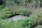 A lush green landscape with dense vegetation surrounding a small pond. Tall trees with thin trunks are grouped in the background, and there are various shrubs and plants with vibrant leaves and flowers in the foreground. The scene conveys a sense of rich biodiversity and natural growth.