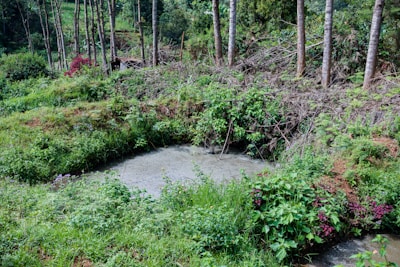 A lush green landscape with dense vegetation surrounding a small pond. Tall trees with thin trunks are grouped in the background, and there are various shrubs and plants with vibrant leaves and flowers in the foreground. The scene conveys a sense of rich biodiversity and natural growth.