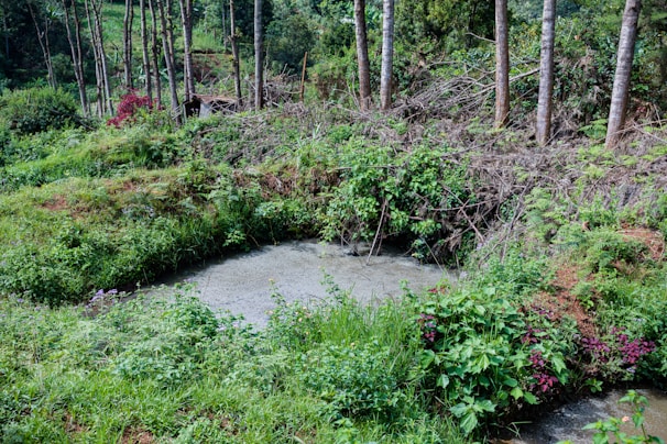 A lush green landscape with dense vegetation surrounding a small pond. Tall trees with thin trunks are grouped in the background, and there are various shrubs and plants with vibrant leaves and flowers in the foreground. The scene conveys a sense of rich biodiversity and natural growth.
