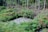 A lush green landscape with dense vegetation surrounding a small pond. Tall trees with thin trunks are grouped in the background, and there are various shrubs and plants with vibrant leaves and flowers in the foreground. The scene conveys a sense of rich biodiversity and natural growth.