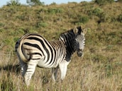 A zebra stands in a grassy, slightly hilly landscape. Its distinctive black and white stripes contrast with the muted greens and browns of the surrounding vegetation.