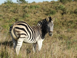 A zebra stands in a grassy, slightly hilly landscape. Its distinctive black and white stripes contrast with the muted greens and browns of the surrounding vegetation.