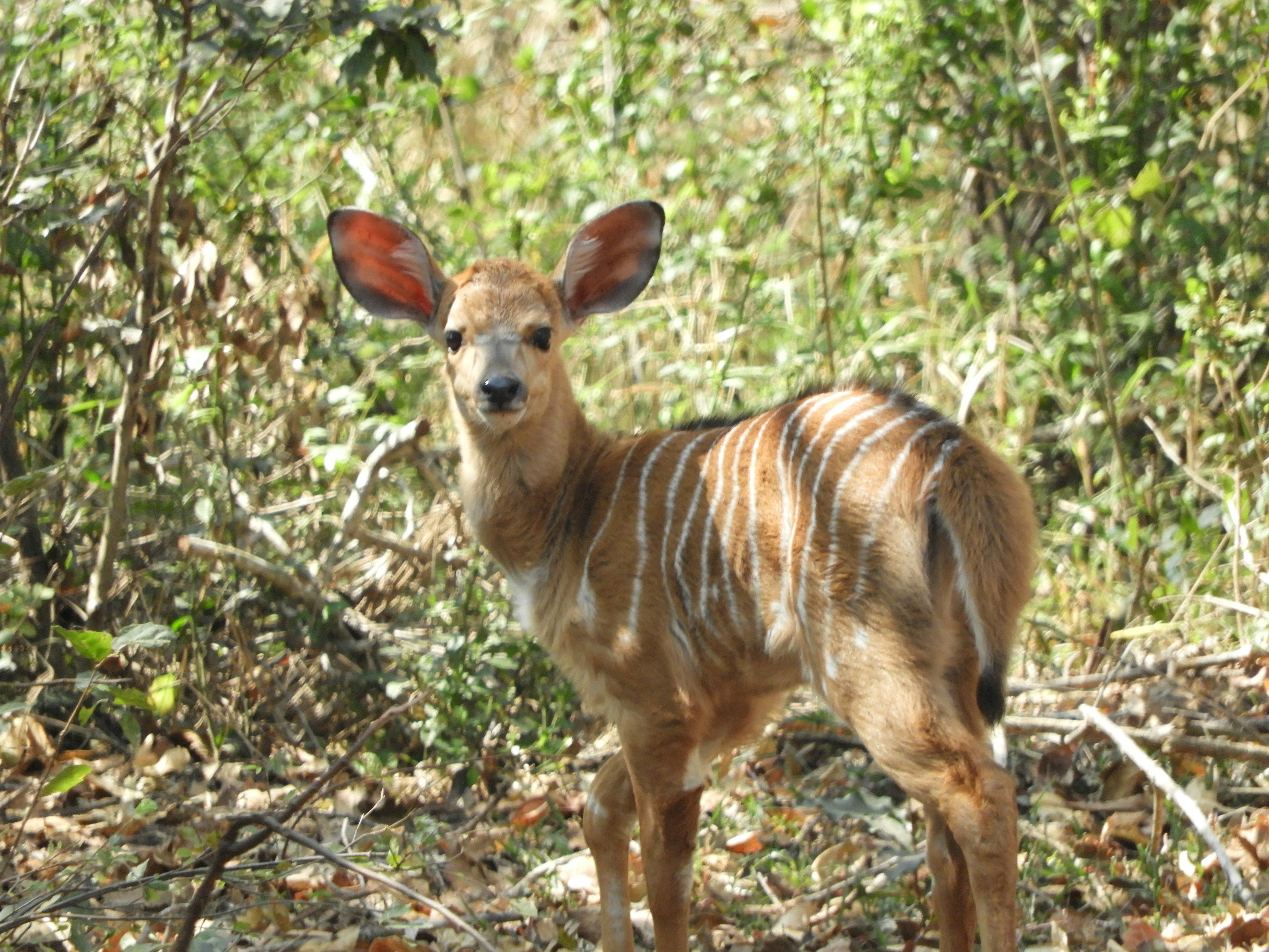Baby Nyala
