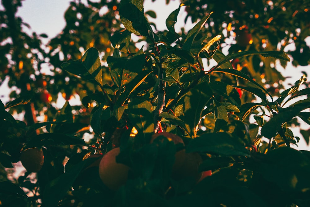 a tree filled with lots of ripe fruit