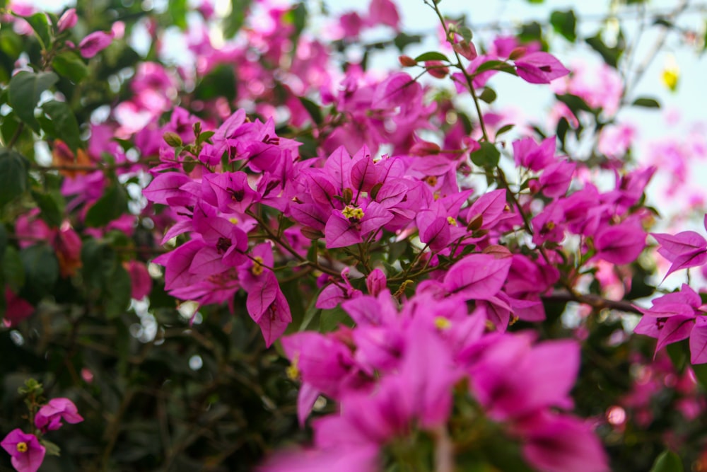 a bunch of purple flowers that are blooming