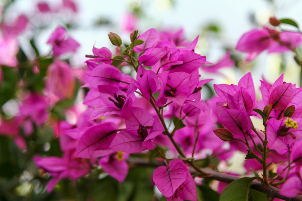 a bunch of purple flowers that are blooming