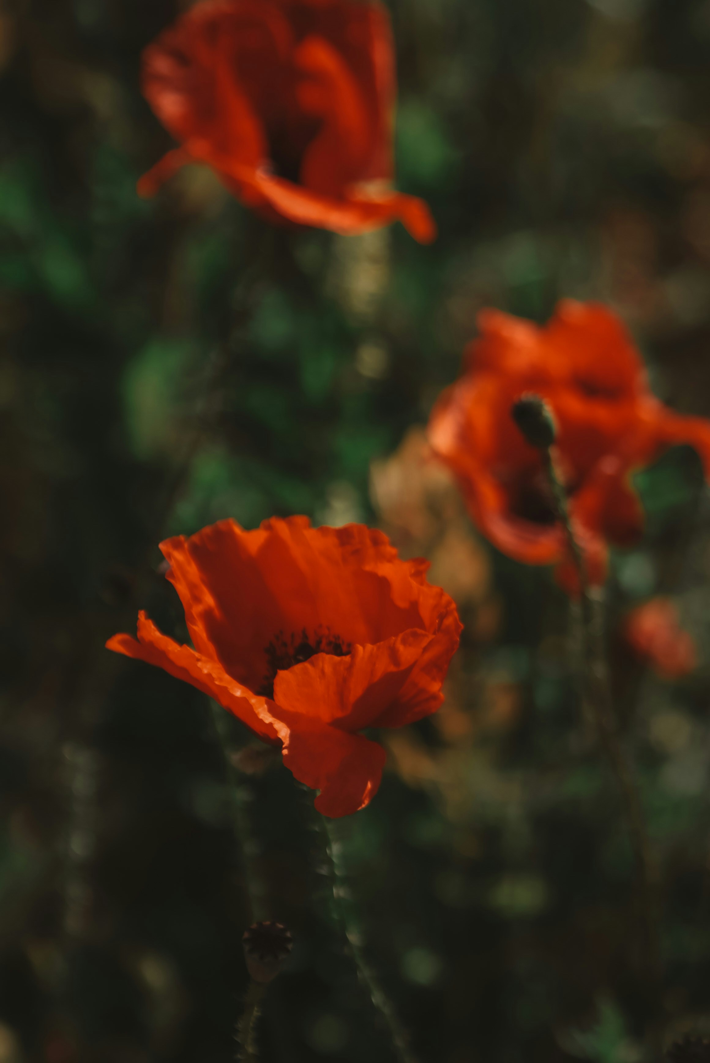 Photo by anastasiksbdh