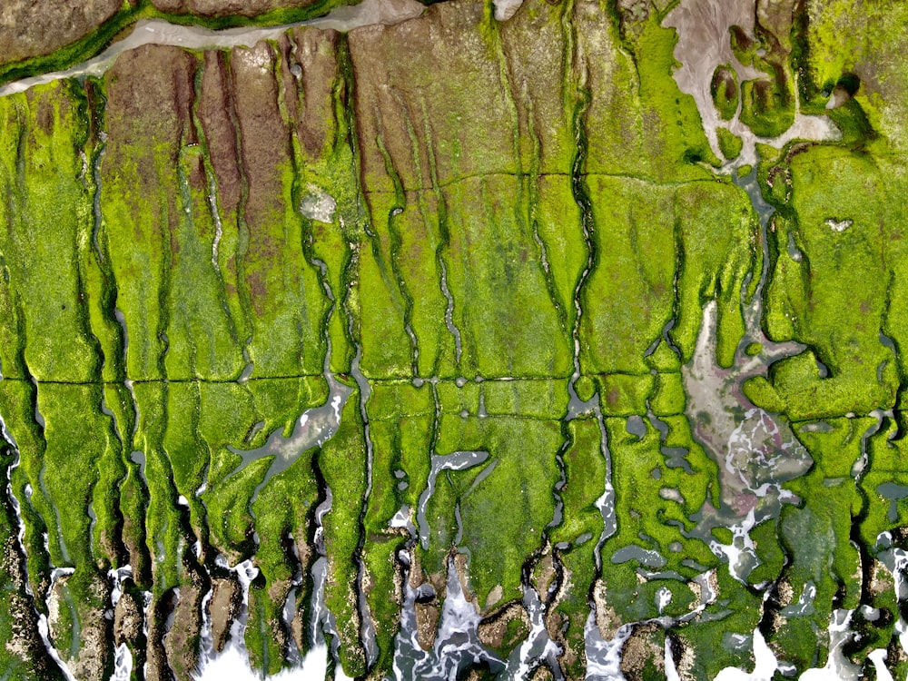 an aerial view of green moss growing on the side of a mountain