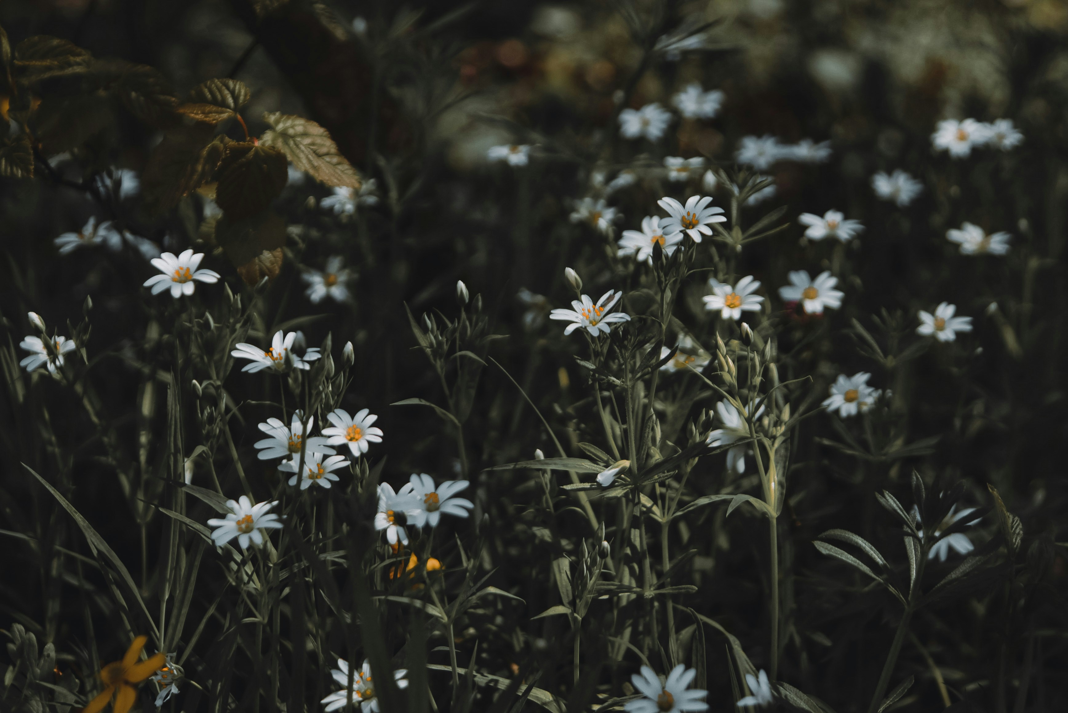 Photo by anastasiksbdh