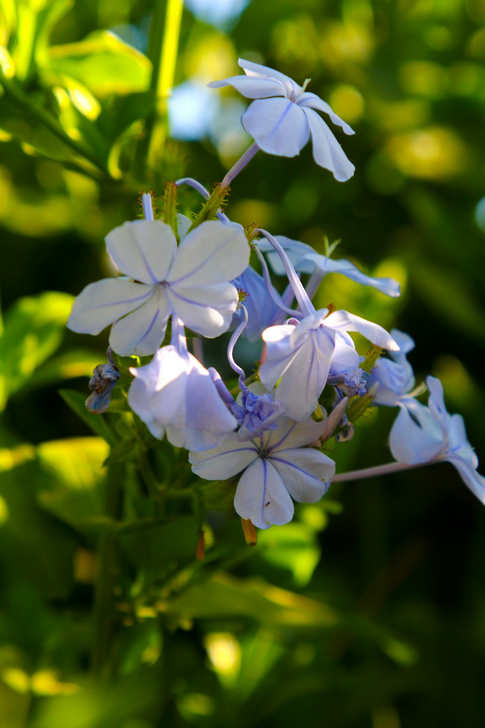 파란 꽃 한 무리의 클로즈업