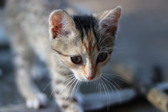 A close-up of a curious kitten looking directly at the camera.