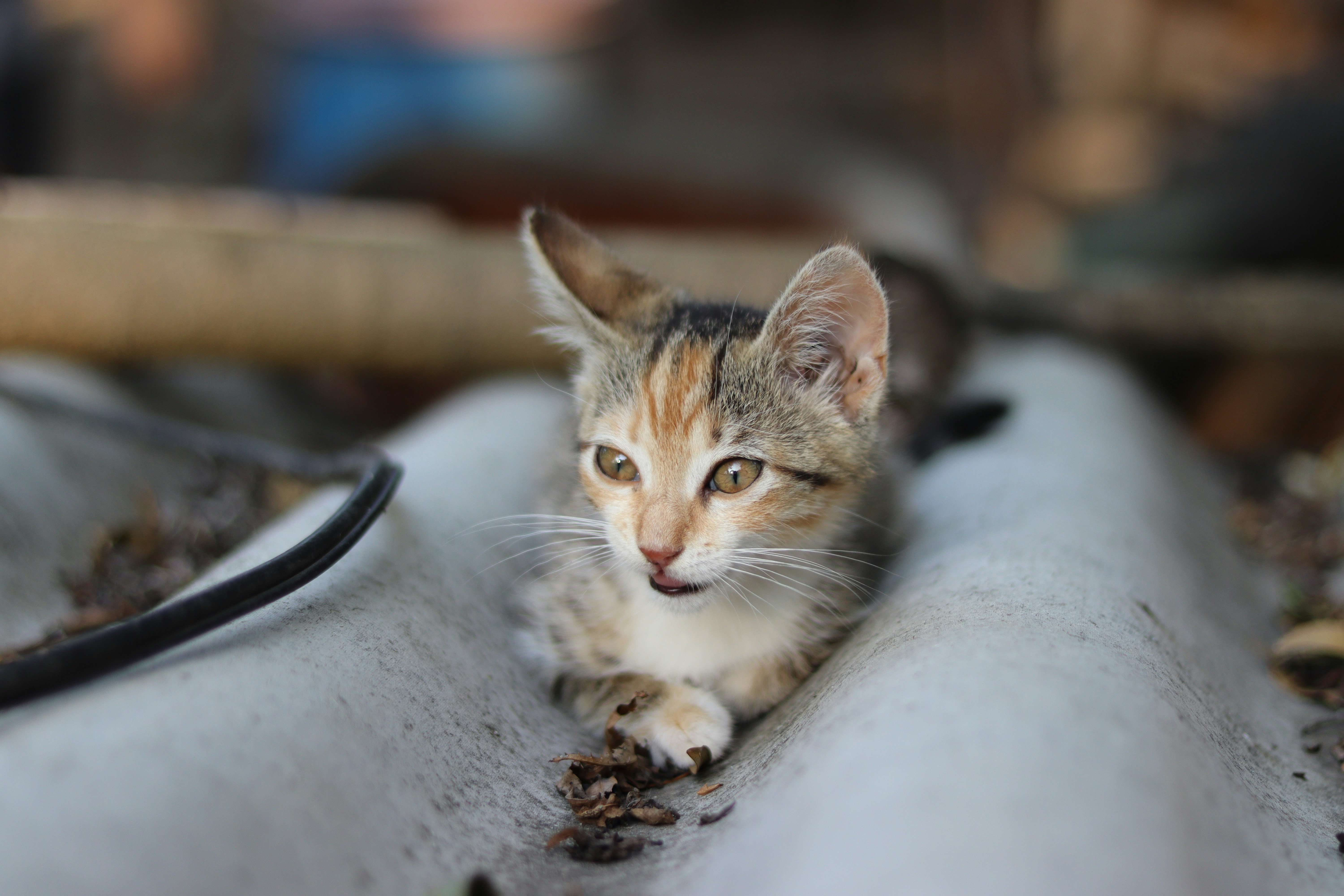 a small kitten sitting on top of a white couch
