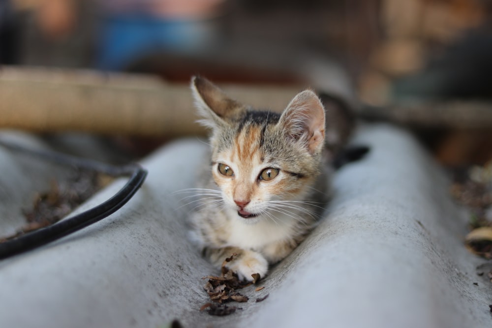 a small kitten sitting on top of a white couch