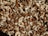 A close-up view of a mixture of various nuts including almonds, cashews, and walnuts. The nuts are spread out, showcasing their natural textures and colors, with a mix of light and dark browns and creamy whites.
