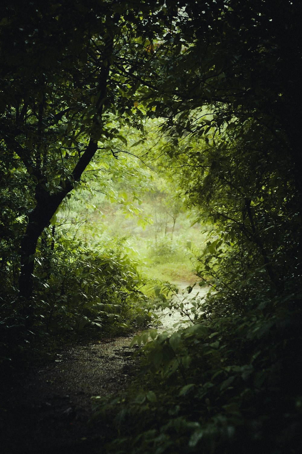 a path in the middle of a lush green forest