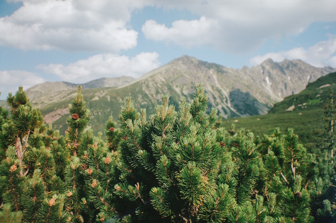 a group of pine trees with mountains in the background,