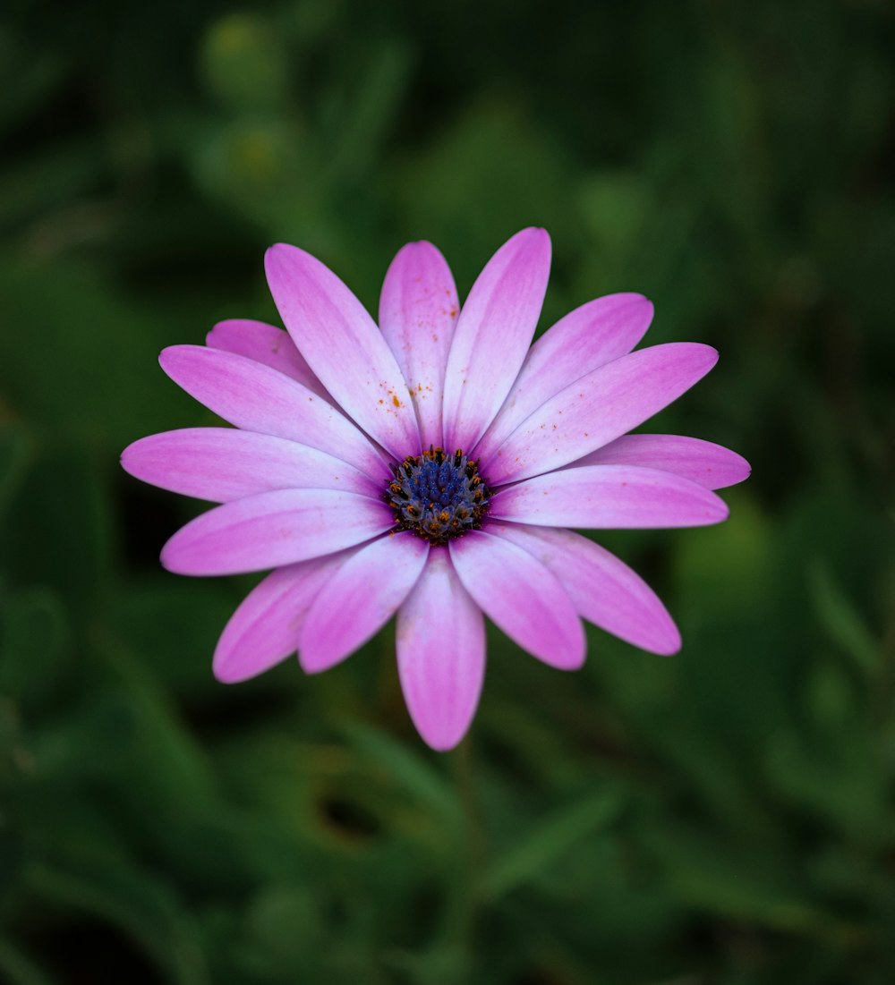 a pink flower with a blue center in a field