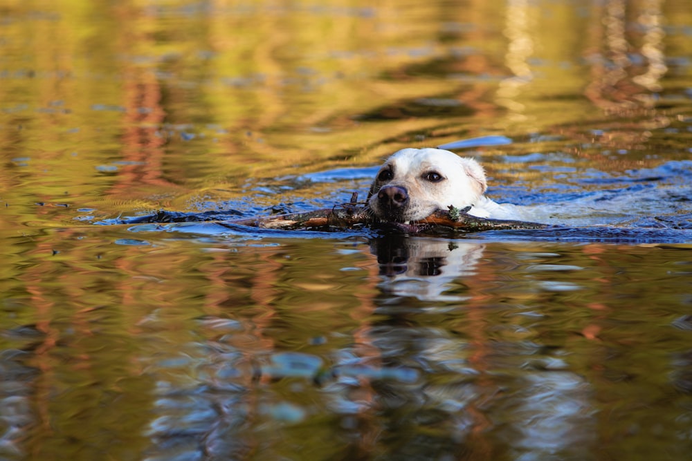 a dog swimming in the water with a stick in it's mouth