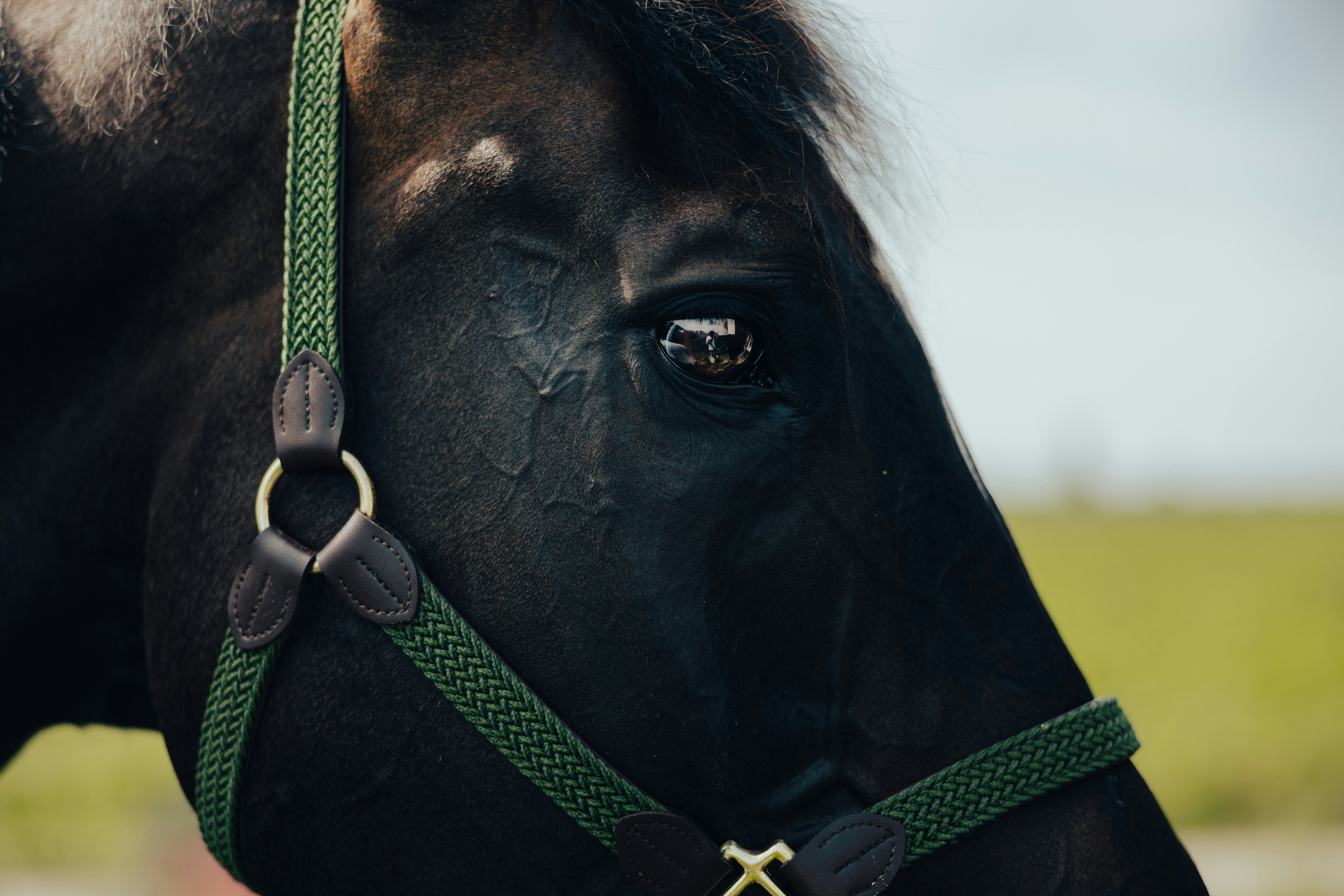 Photo by lorenzohamers