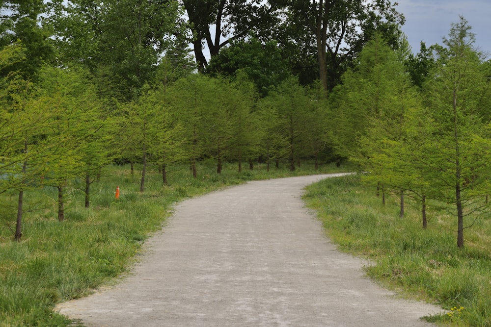 a dirt road surrounded by trees and grass