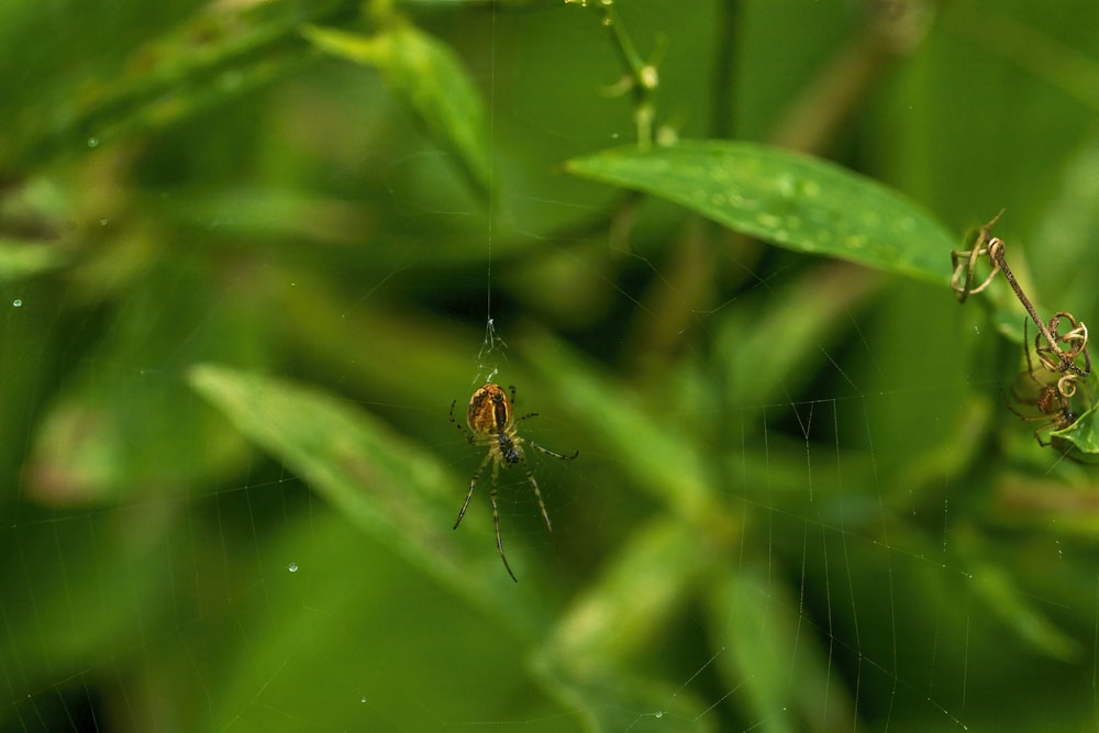 a close up of a spider on a web