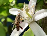 A close-up of bees pollinating flowers in the farm.