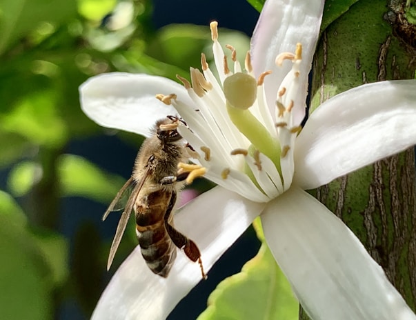 A close-up of bees pollinating flowers, highlighting the importance of biodiversity.