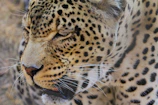 A close-up image of a leopard with its eyes partially closed. The leopard's fur is covered with distinct black rosettes and spots against a golden-yellow backdrop. White whiskers are prominent around its mouth, which is slightly open.