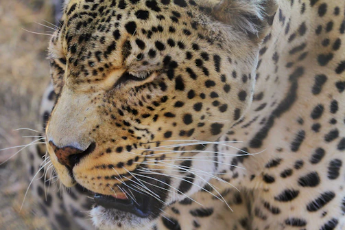 A close-up image of a leopard with its eyes partially closed. The leopard's fur is covered with distinct black rosettes and spots against a golden-yellow backdrop. White whiskers are prominent around its mouth, which is slightly open.