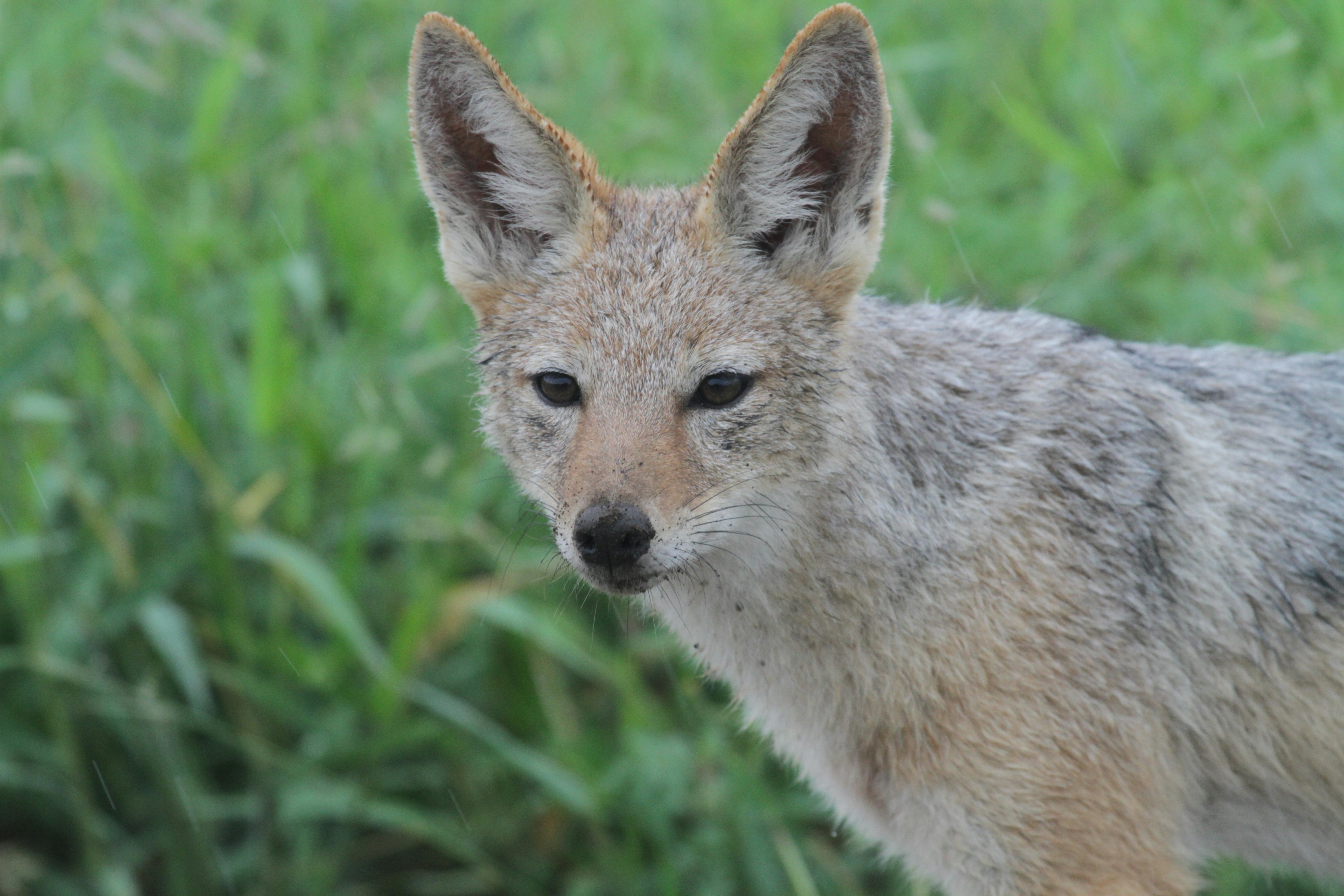 Side-Striped Jackal